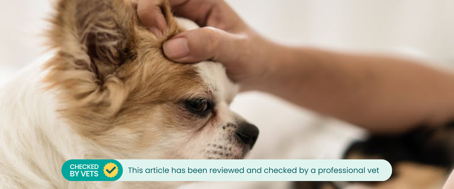 A dog being checked for dandruff.