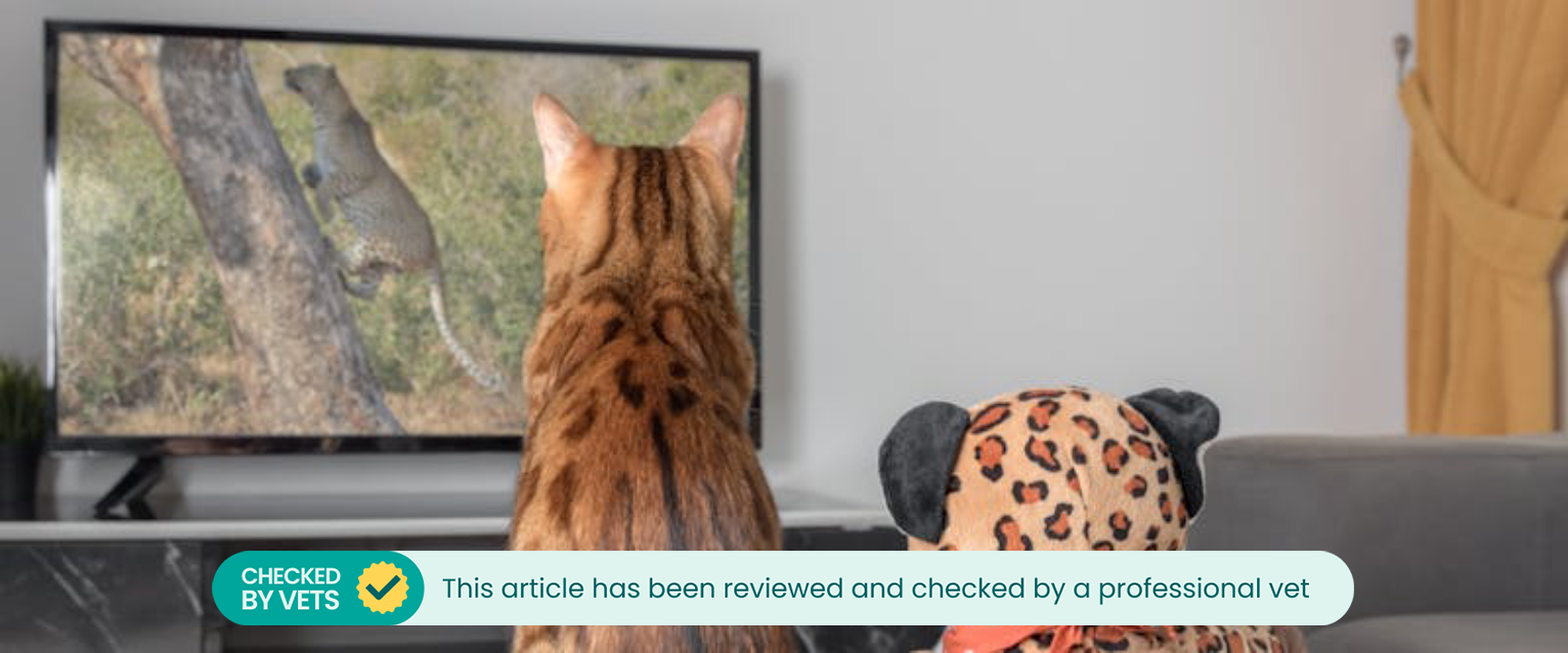 a bengal cat watching cat tv show for cats next to a stuffed toy