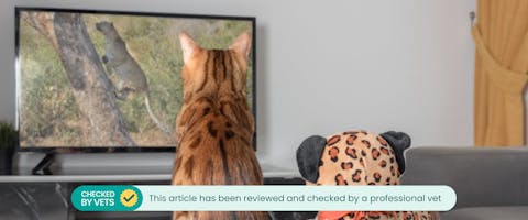 a bengal cat watching cat tv show for cats next to a stuffed toy