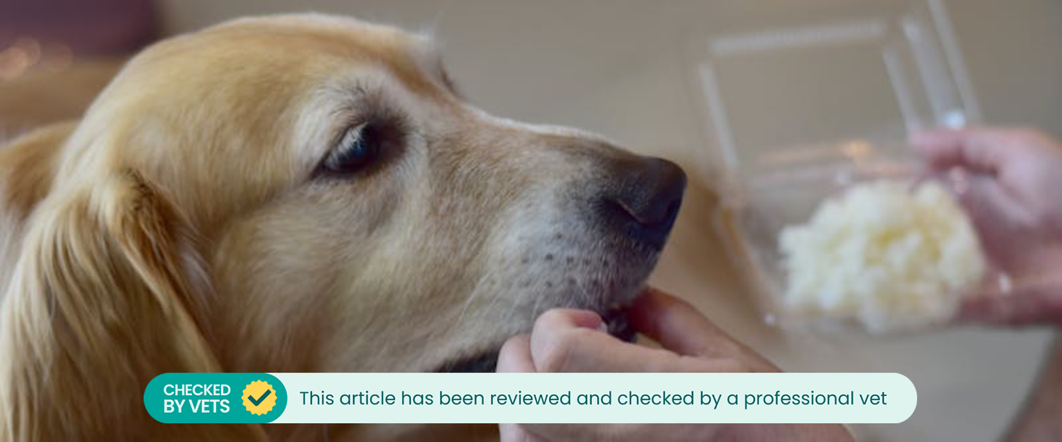 an elderly golden retriever being fed pieces of cooked rice from a plastic container