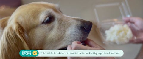 an elderly golden retriever being fed pieces of cooked rice from a plastic container