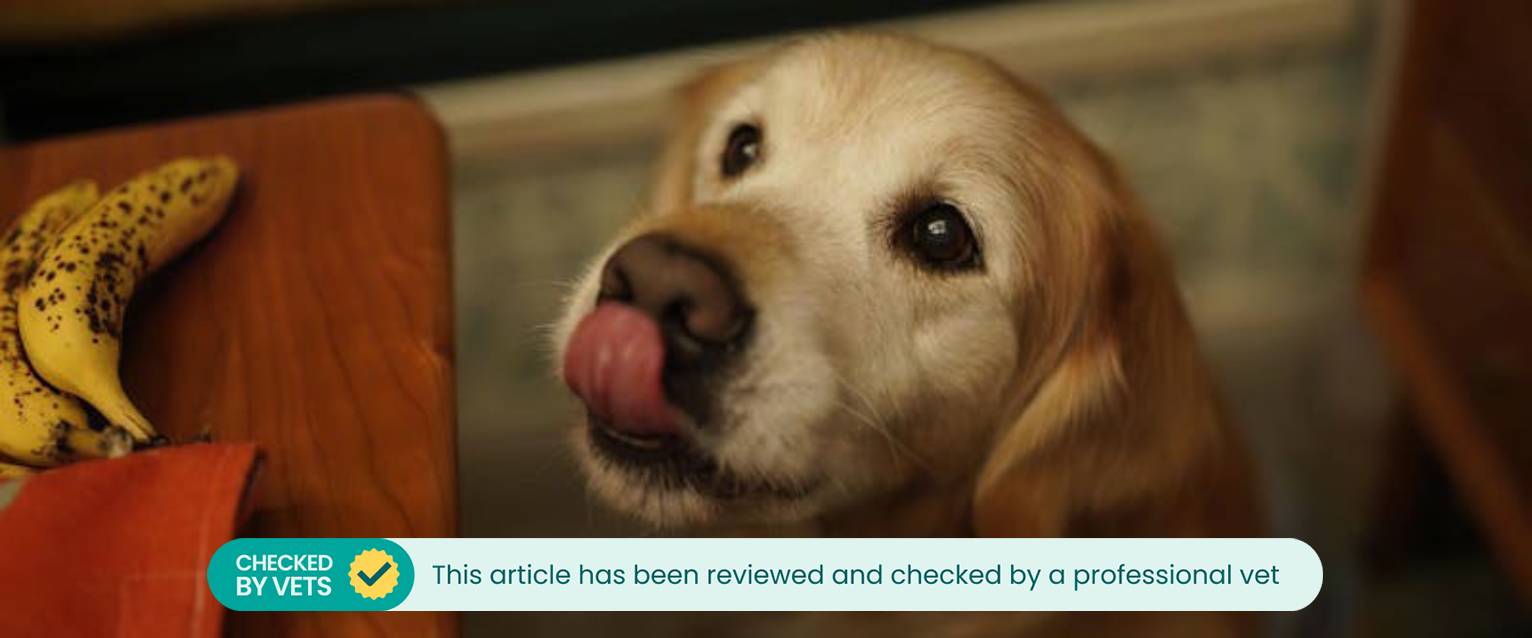 an elderly goldie looking up at a banana on a wooden table while licking its lips