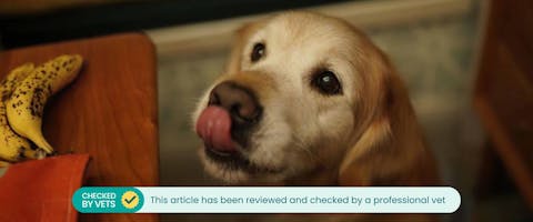 an elderly goldie looking up at a banana on a wooden table while licking its lips
