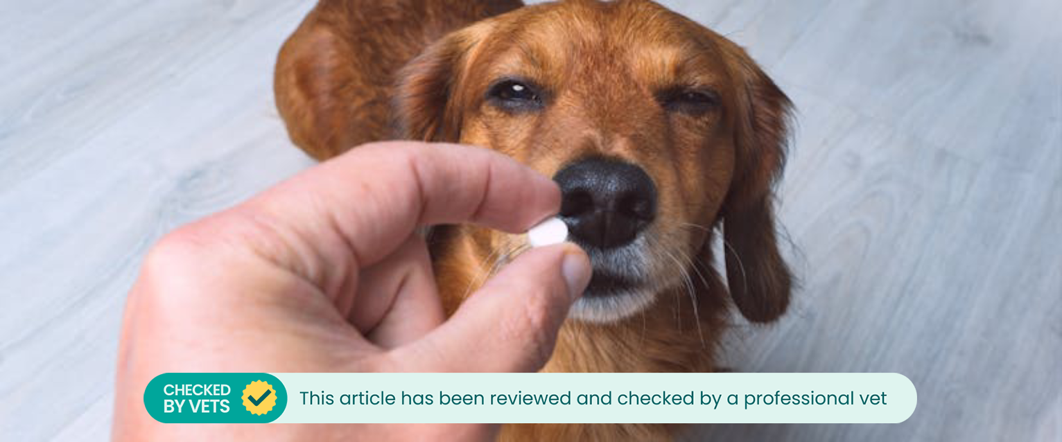 a long-haired sausage dog squinting at a supplement in a person's hand