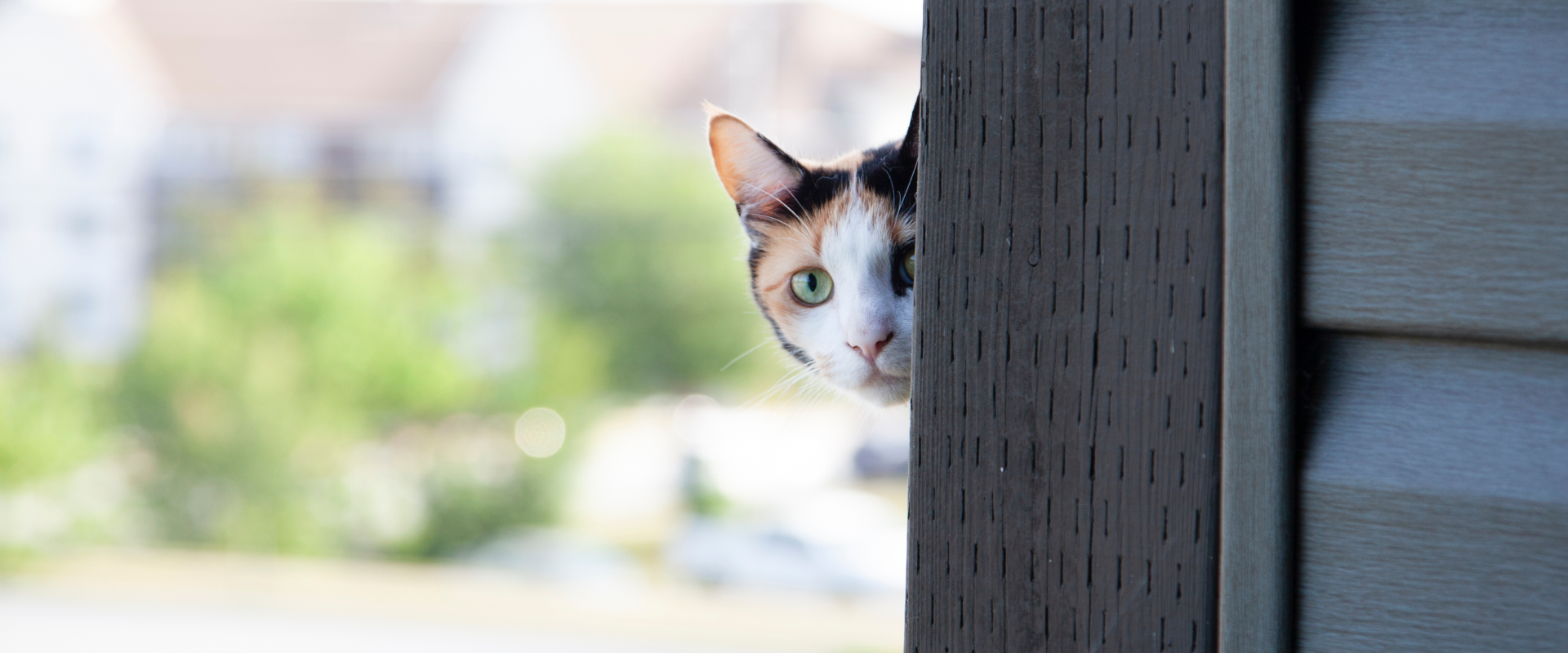 How to Befriend a Nervous or Scared Cat | TrustedHousesitters.com
