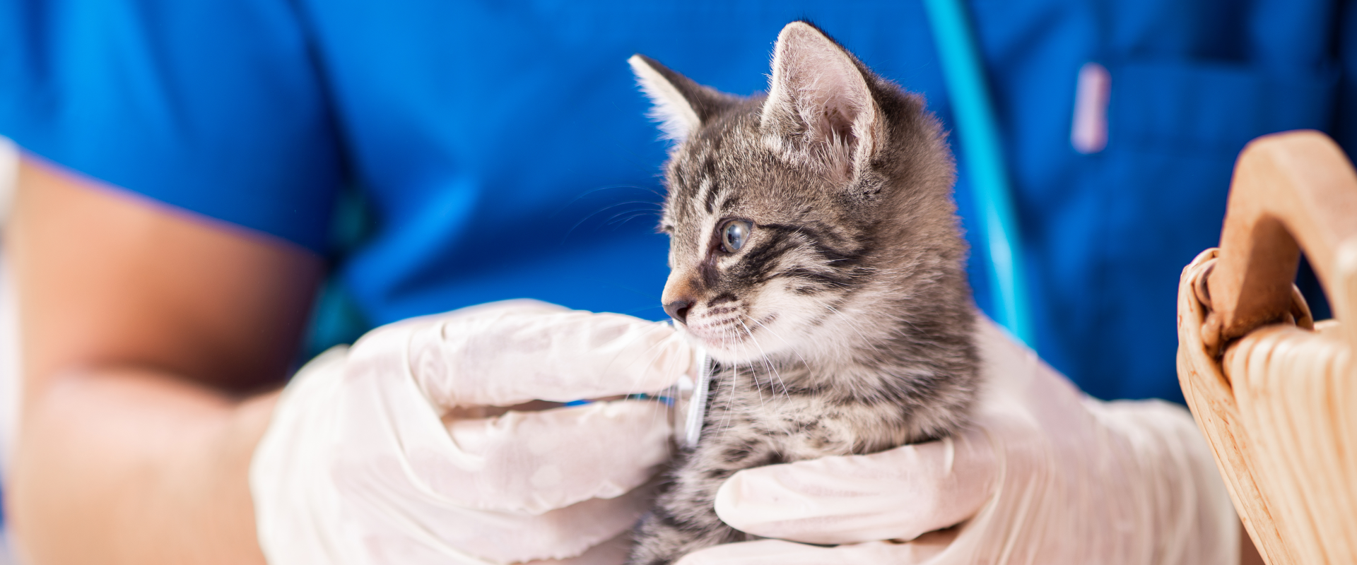 How Often Should I Take my Cat to the Vet?