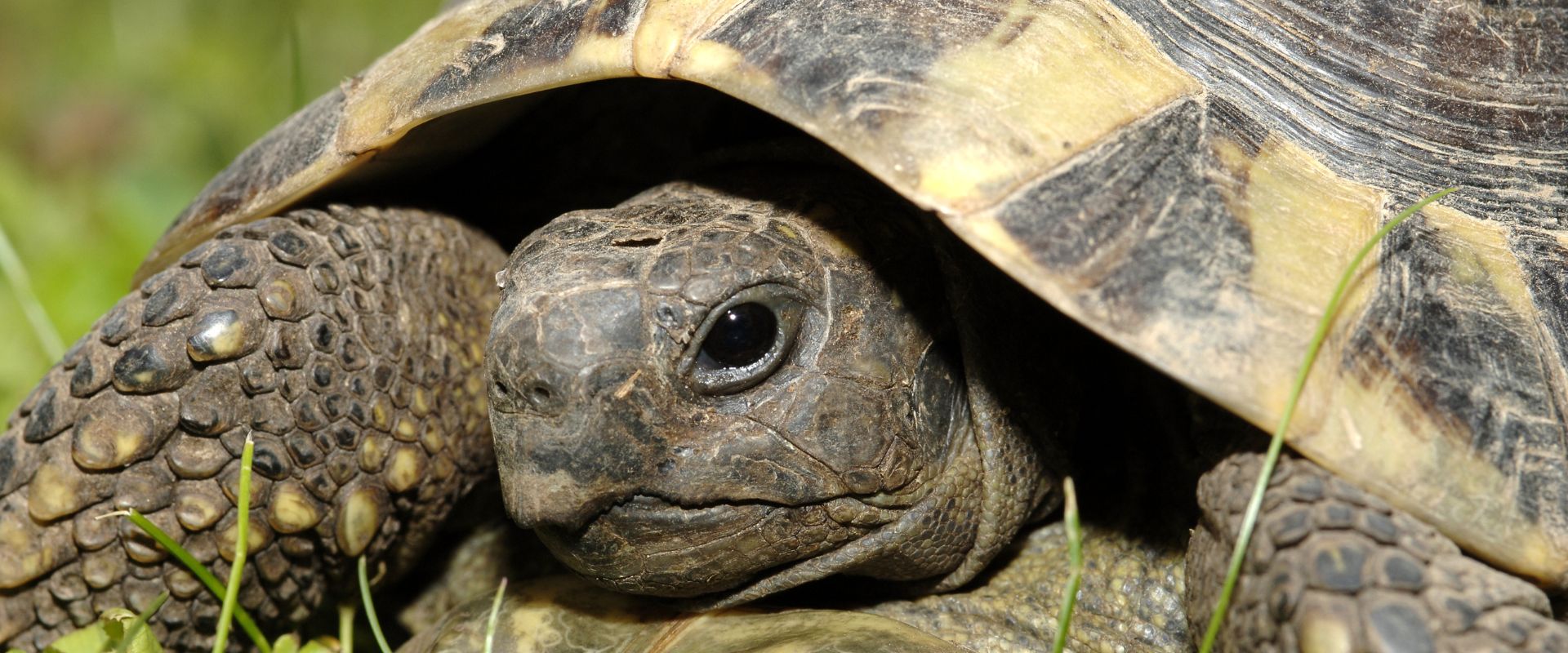 Tortoise close-up
