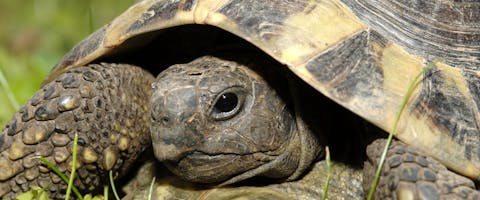Tortoise close-up