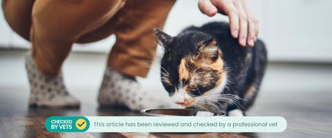 Brown, black and white cat eating from a metal bowl