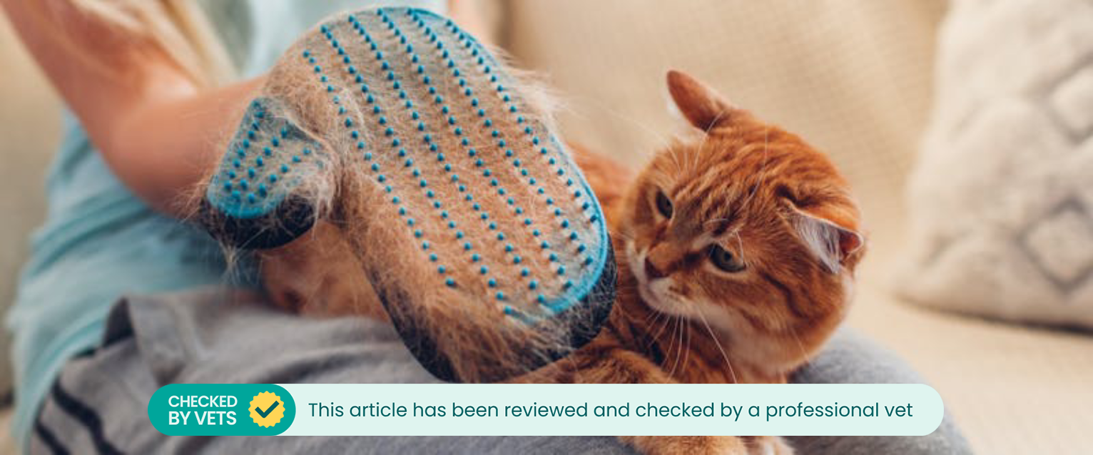 a person holding up a cat brushing mitten to the camera with lots of ginger fur in it with a ginger tabby on the person's lap