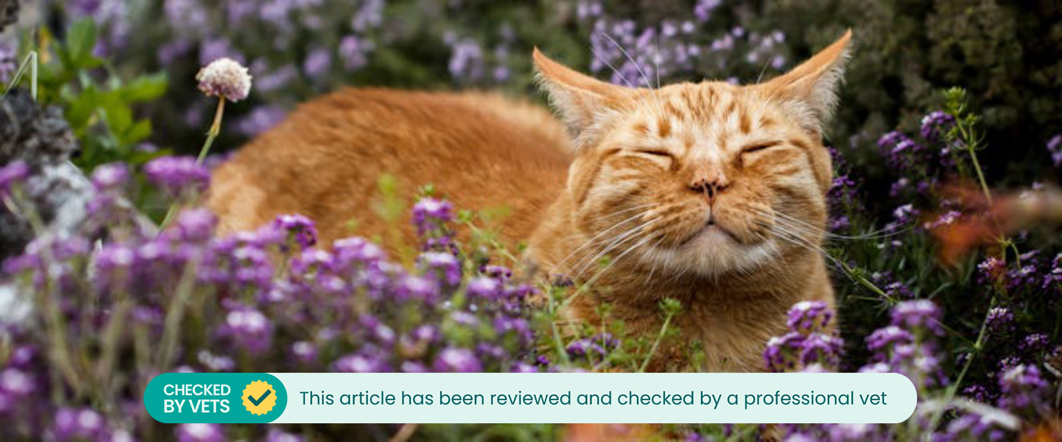 An orange tabby cat in a field of flowers.