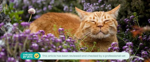An orange tabby cat in a field of flowers.