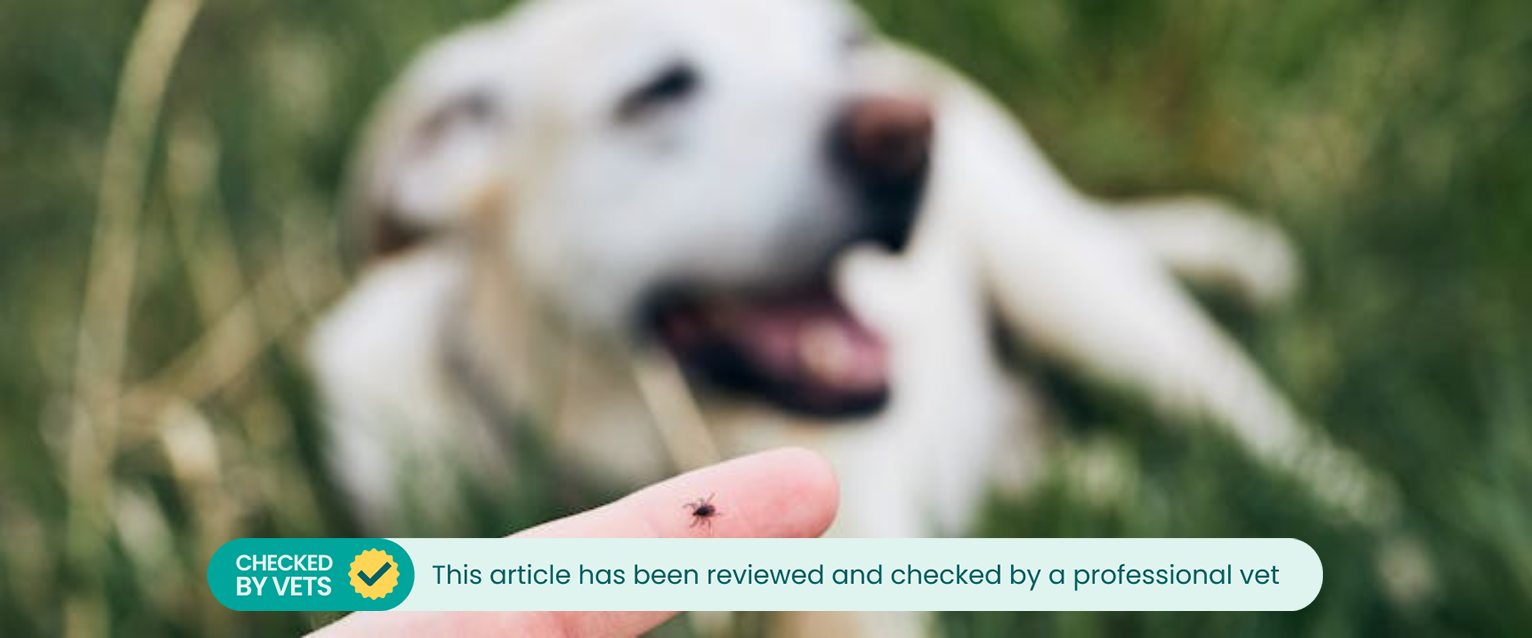 an elderly labrador sat in long grass in the background with a human holding their finger up to the camera with a tick on it