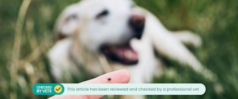 an elderly labrador sat in long grass in the background with a human holding their finger up to the camera with a tick on it