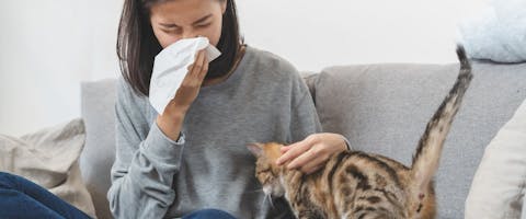 Person with cat allergies