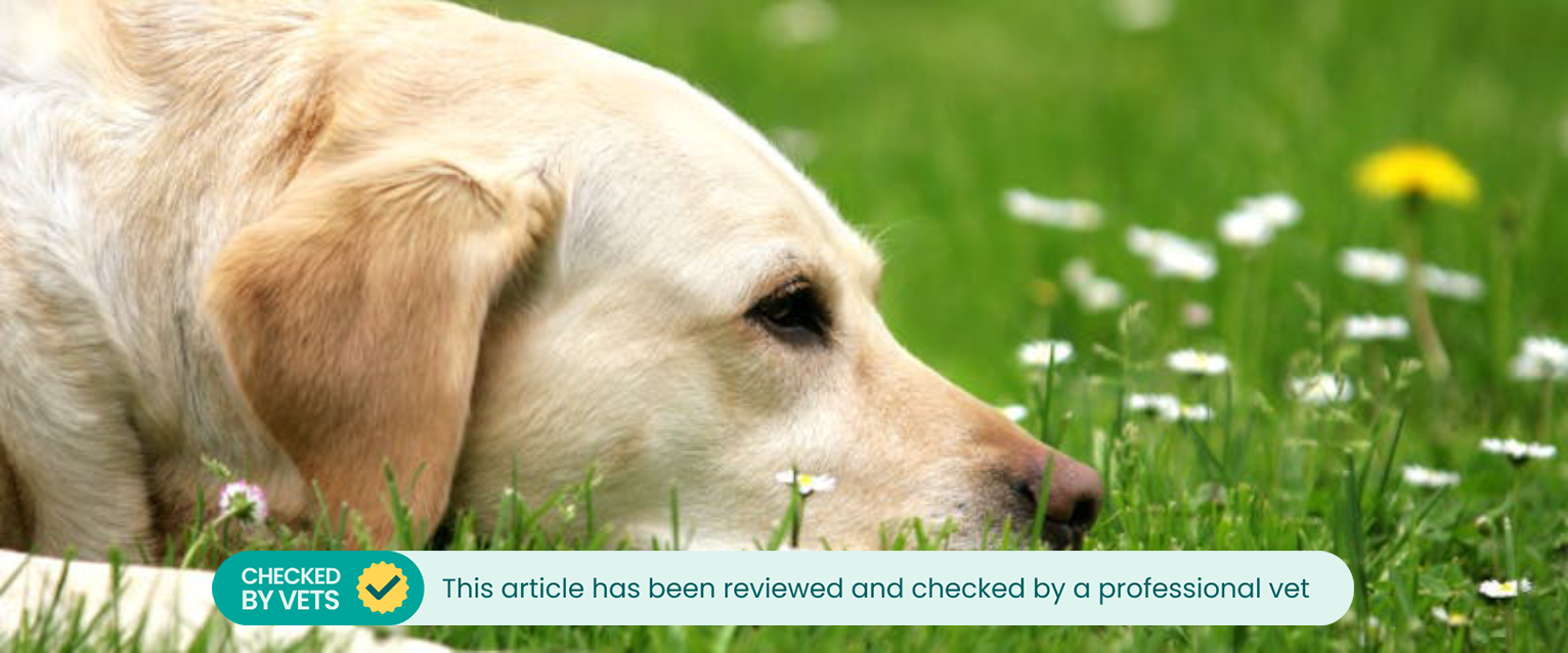 Dog experiencing bloating lying on grass.