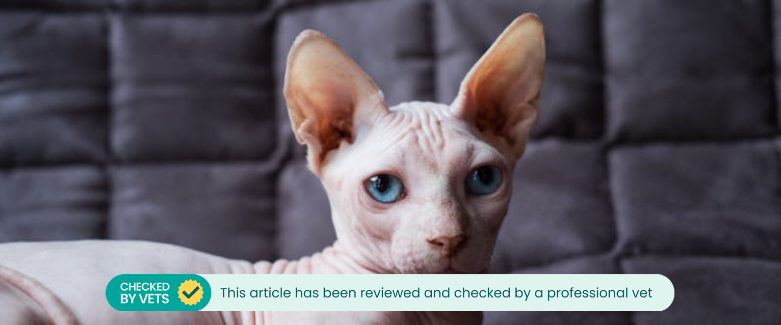 The Sphynx, the most common hairless cat breed.