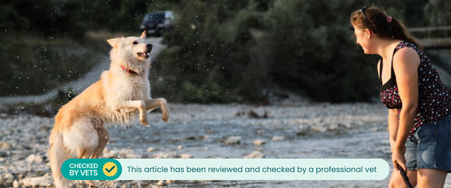 a large white active dog jumping in mid-air along a shallow stream in front of a smiling woman holding a stick
