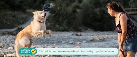 a large white active dog jumping in mid-air along a shallow stream in front of a smiling woman holding a stick