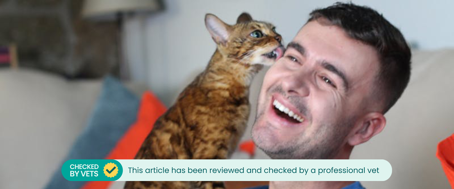 a close up on a smiling man having the side of his face licked by a Bengal cat