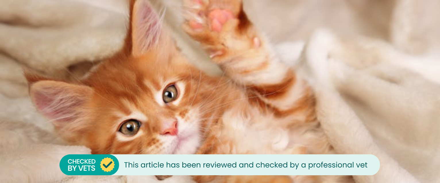 A ginger kitten raises a paw.