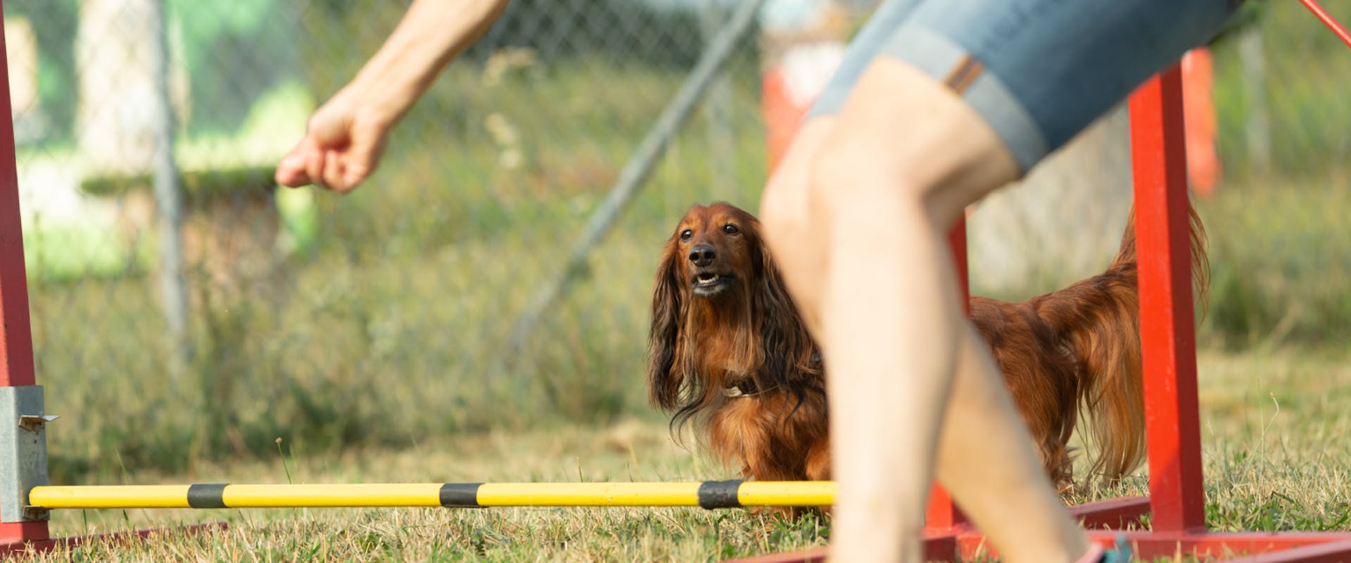 Dog Training Hand Signals For Dogs Canine Hand Signals dog-training-hand-signals-for-dogs-canine-hand-signals