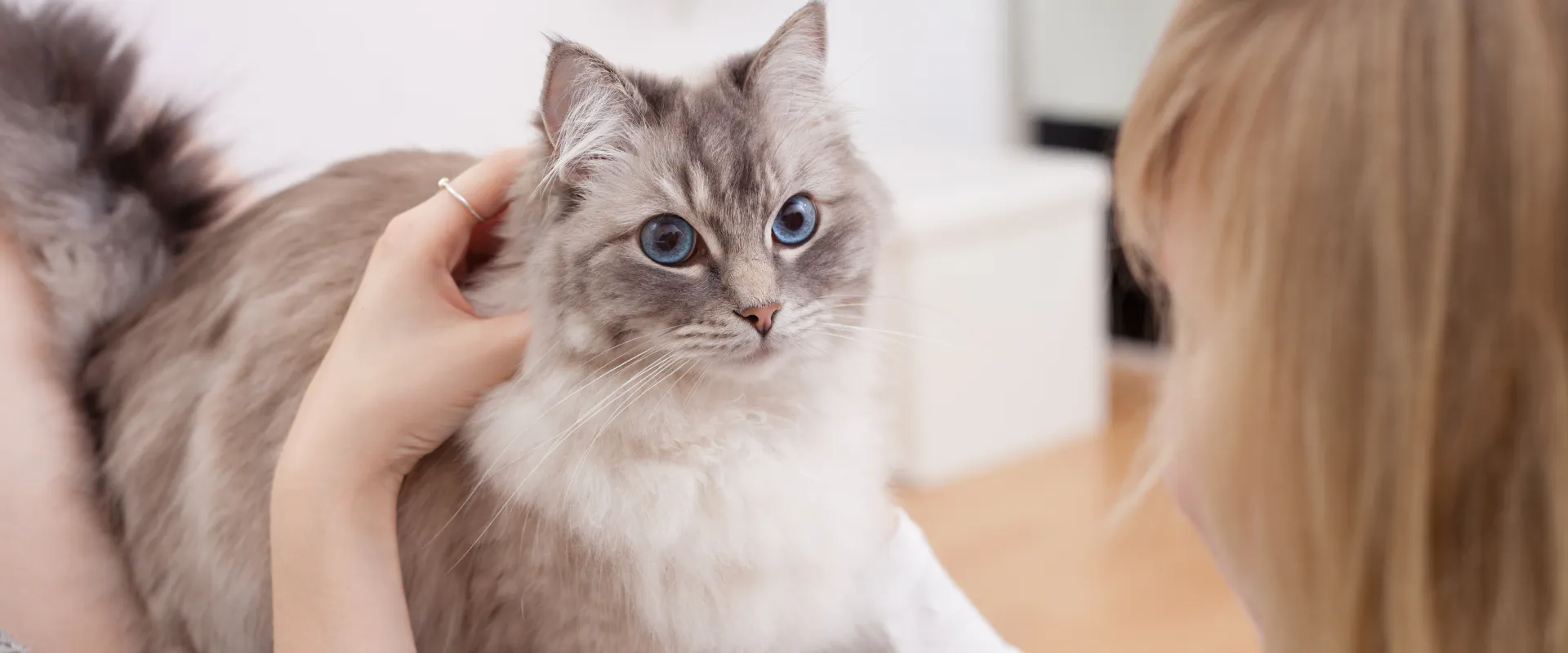 Are Male Cats More Affectionate Than Female Cats TrustedHousesitters are-male-cats-more-affectionate-than-female-cats-trustedhousesitters