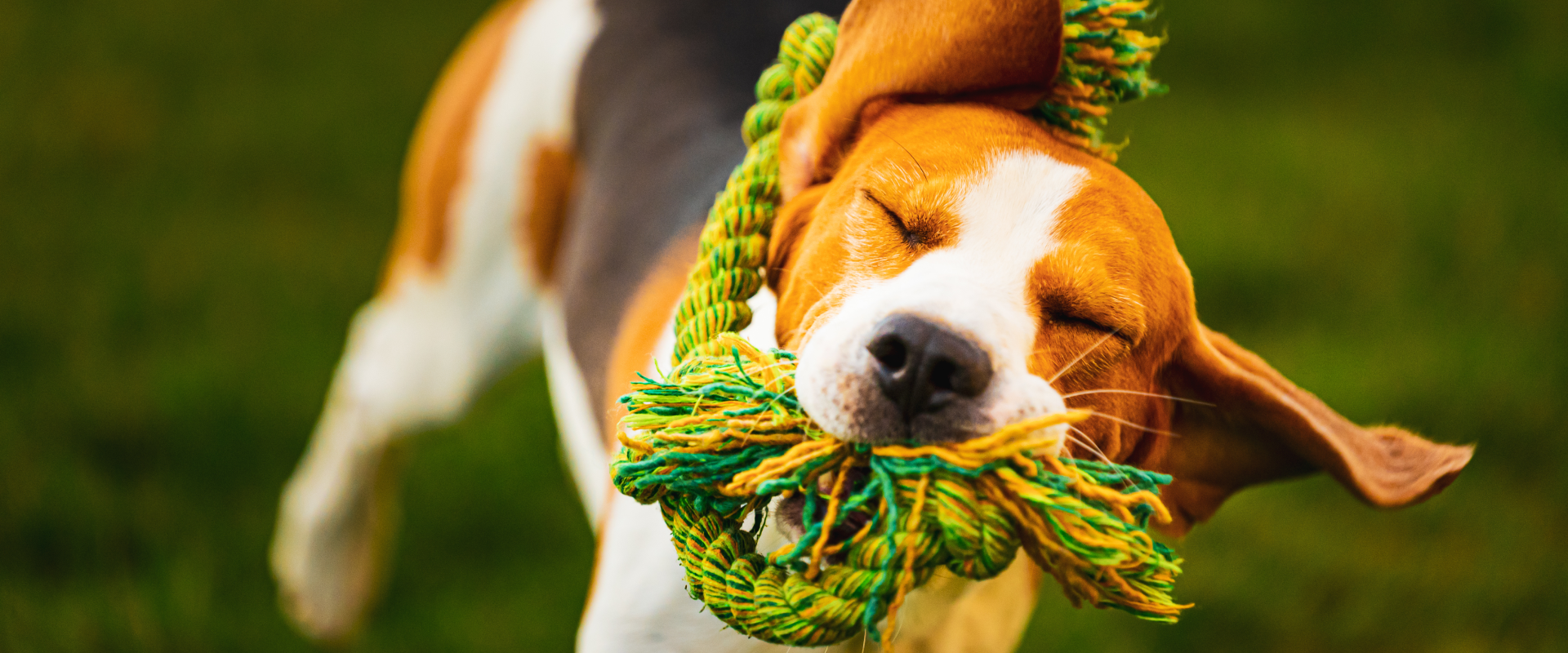 a beagle playing with a rope toy in the park