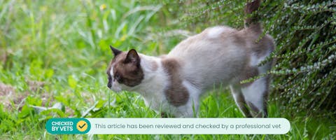 A cat spaying in a garden.