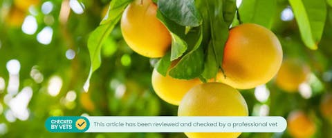 Grapefruit growing on tree