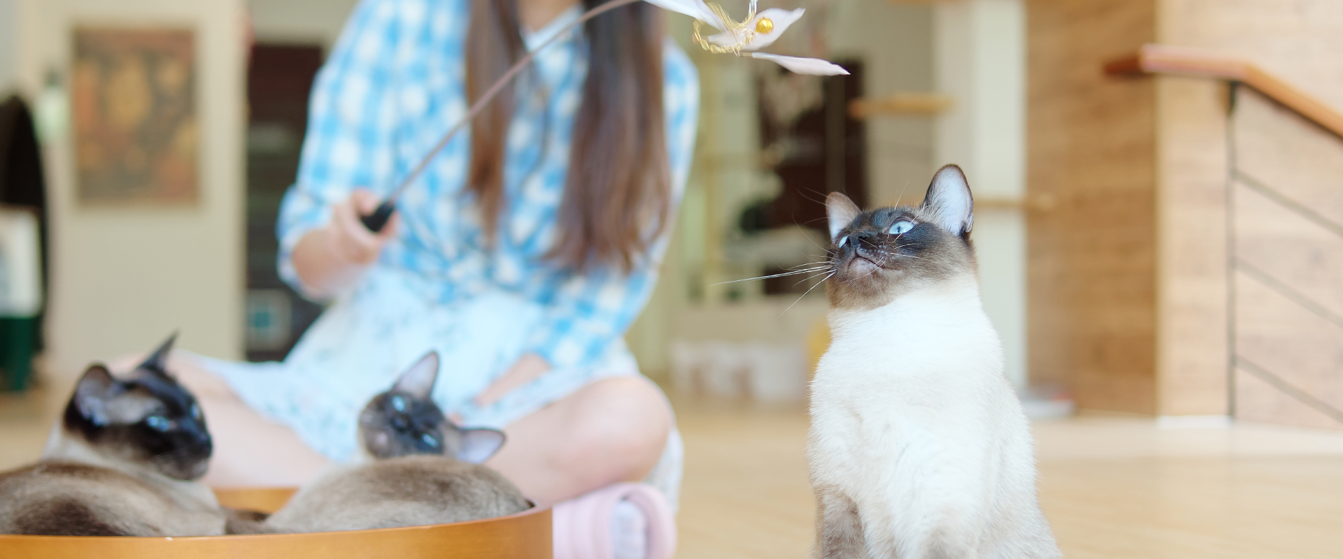 Cat to Cat Behavior: How to Help Cats Get Along | TrustedHousesitters.com