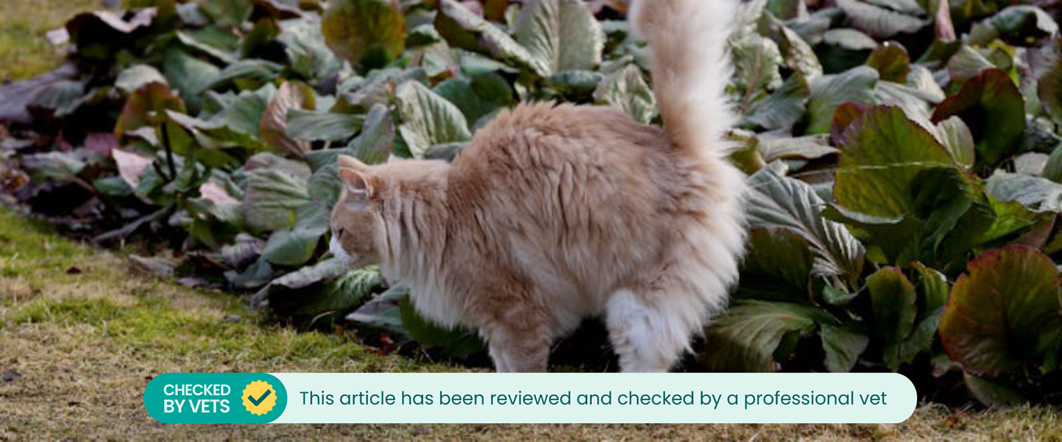 A female cat spraying in a field.