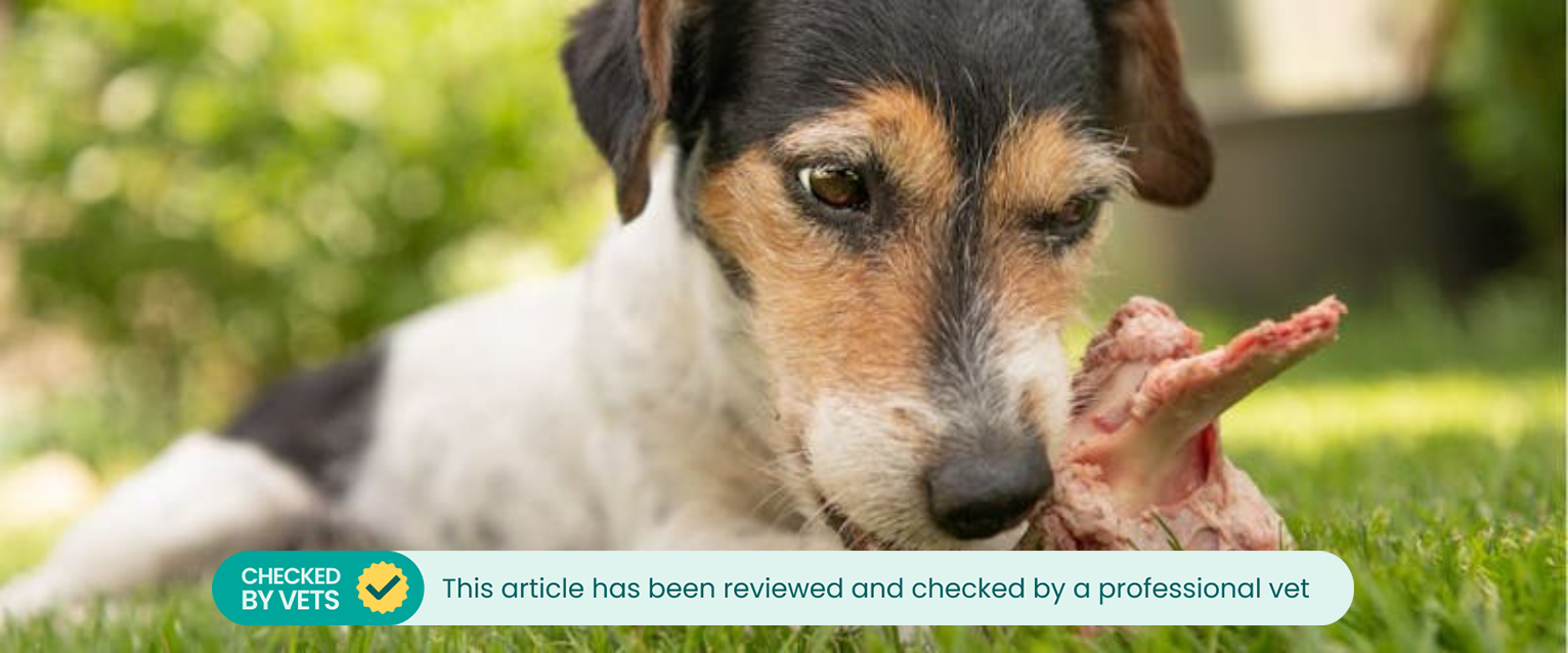 can dogs digest pork bones