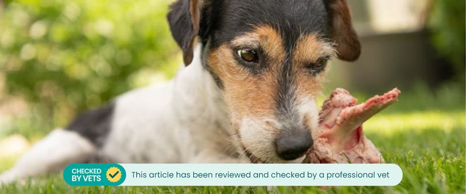 Can small dogs eat pork rib bones clearance