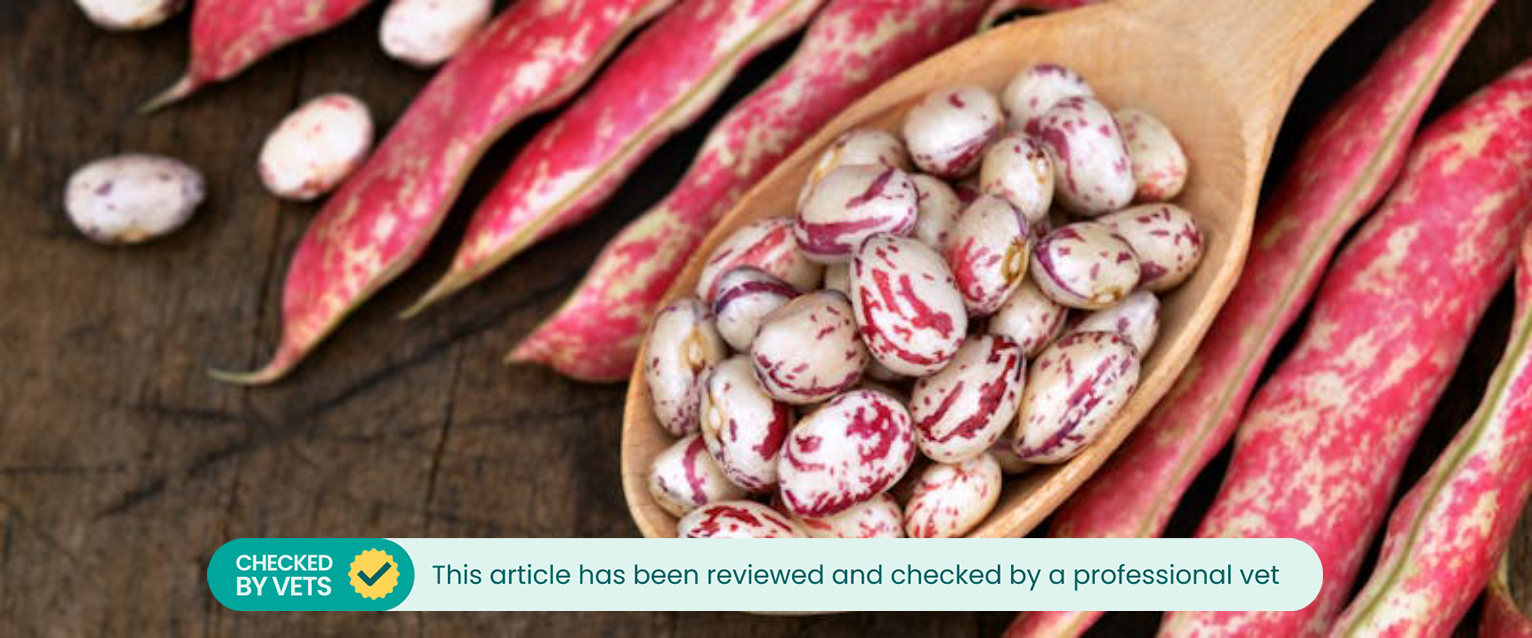 raw pinto beans on a wooden spoon next to raw pods of pinto beans
