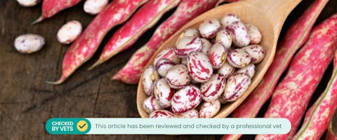 raw pinto beans on a wooden spoon next to raw pods of pinto beans