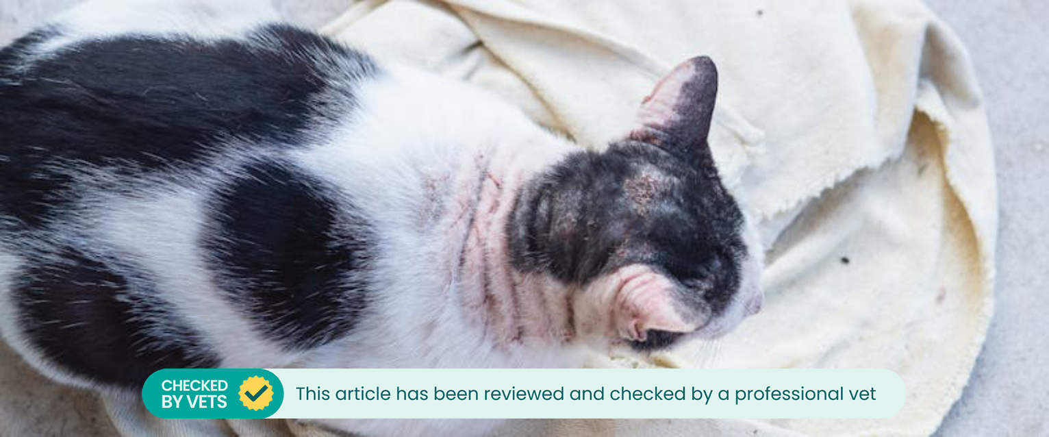 a top-down view of a black and white cat with mange on its head and neck