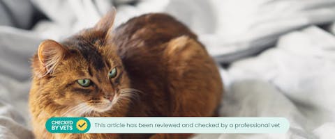 A cat loafing on a bed.