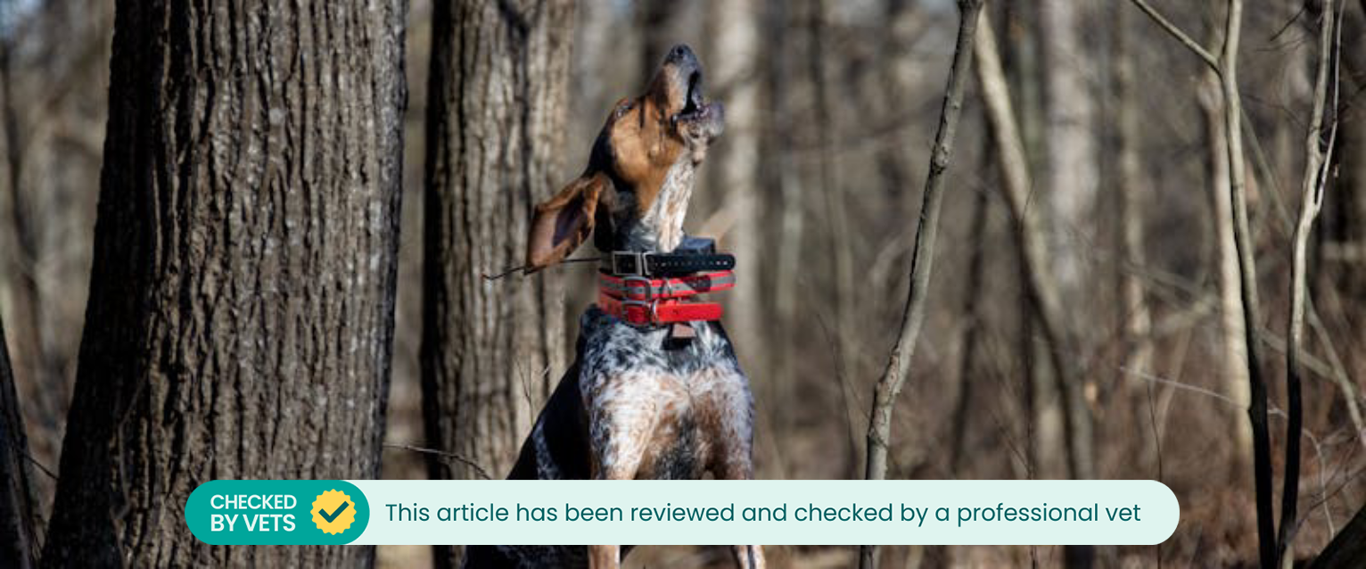 a small tri-colored dog in a forest with its front paws on a log while it howls at the sky
