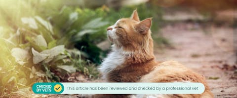 a long-haired white and ginger cat lying on a dirt path with its head raised towards rays of sunshine