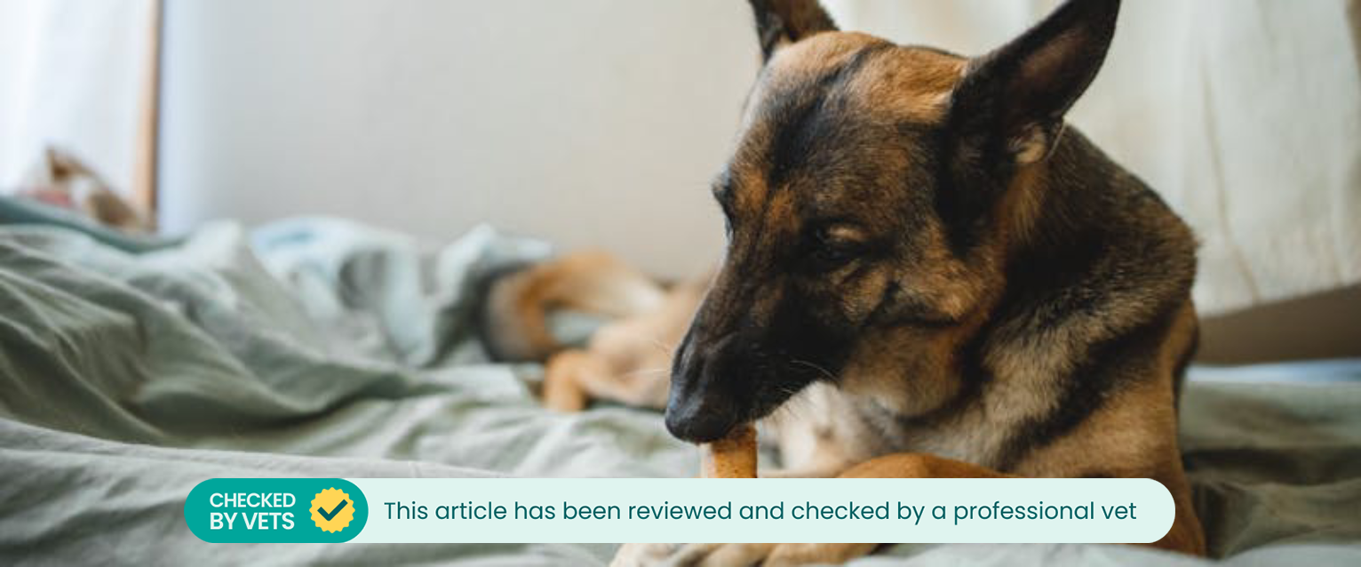a german shepherd lying on a pastel green bed sheet while chewing on a dietary supplement held between its paws