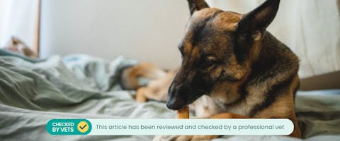 a german shepherd lying on a pastel green bed sheet while chewing on a dietary supplement held between its paws
