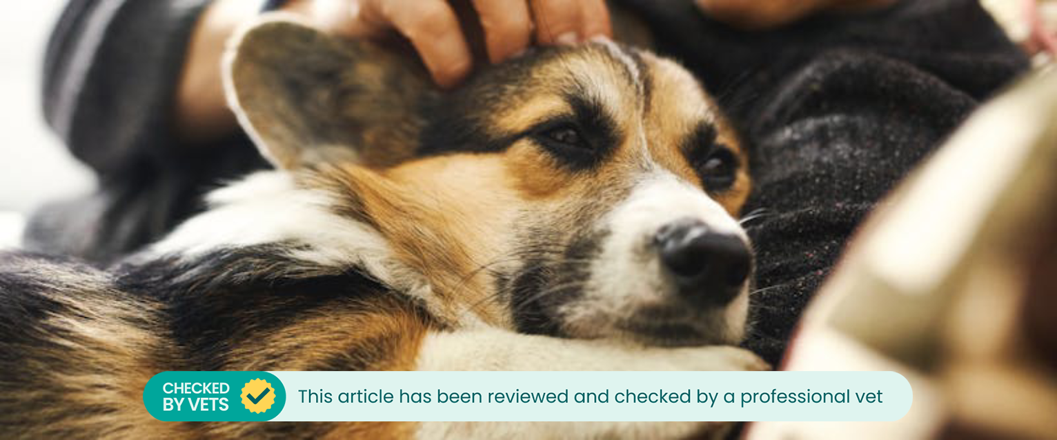 a young corgi lying on a person's chest