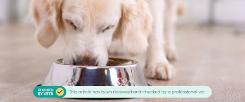 Can dogs eat fennel