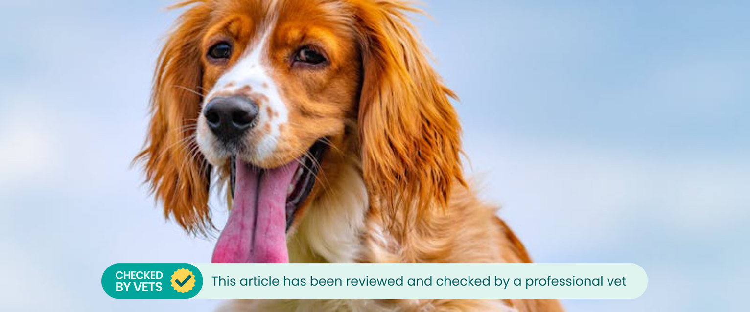 a ginger and white spaniel panting with a very long tongue