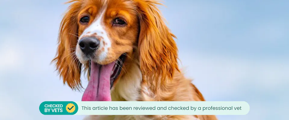 Do Dogs Sweat? Canine Perspiration Explained | TrustedHousesitters.com