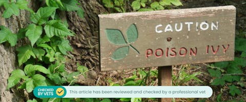 a warn wooden sign next to a poison ivy plant with 'caution poison ivy' carved into it