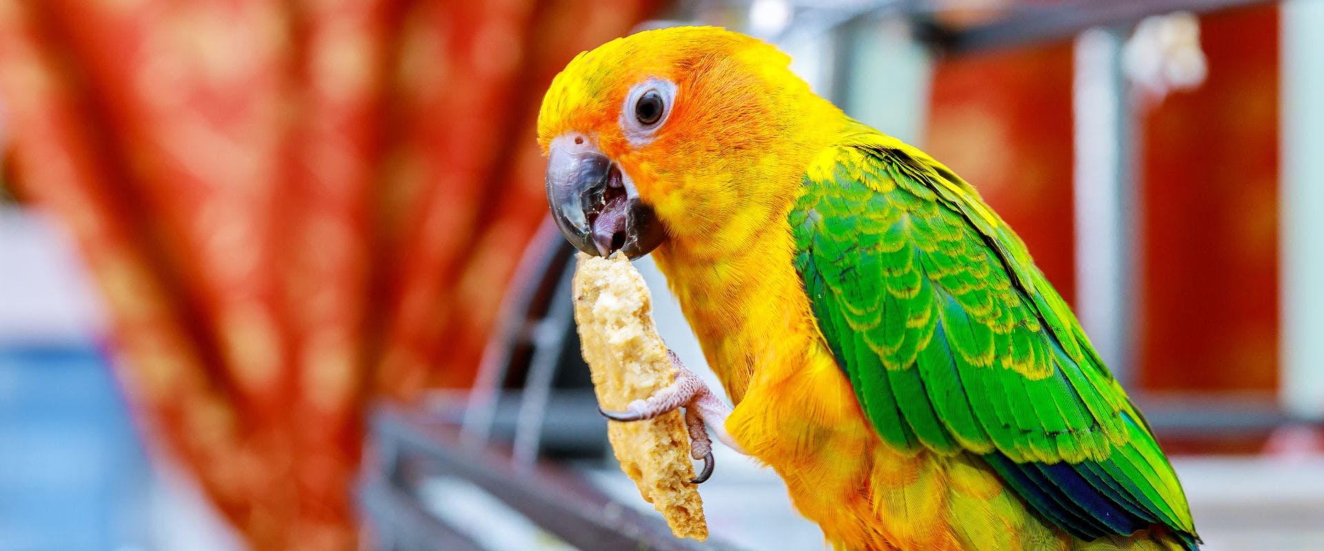 How to Take Care of a Parrot: Parrot Care for Beginners | TrustedHousesitters.com
