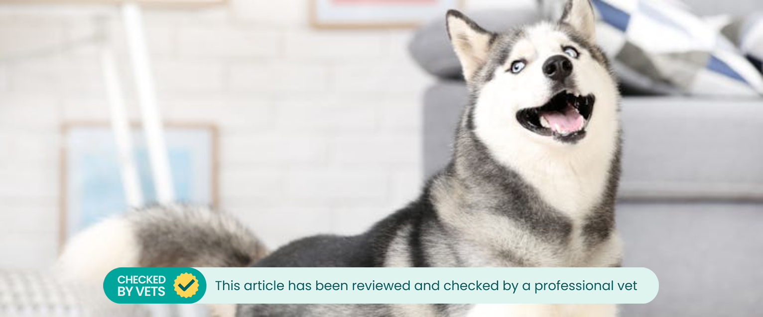 a husky stood next to a gray couch while looking off to the left of the camera