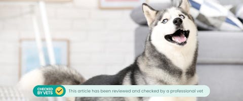 a husky stood next to a gray couch while looking off to the left of the camera